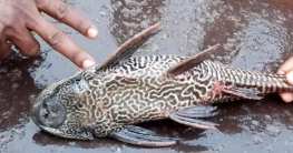 সাকার ফিশ নিষিদ্ধে সংশোধন হচ্ছে মাছ রক্ষা-সংরক্ষণ বিধি