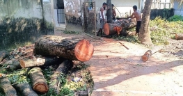কুমিলা ভিক্টোরিয়া কলেজের গাছ কেটে সাবাড়!