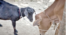 দেশে বেড়েছে গরু-ছাগলের সংখ্যা, কমেছে আবাদি জমি