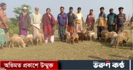 টাঙ্গুয়ার হাওর এলাকায় প্রতিবেশ প্রকল্পের ভেড়া বিতরণ 