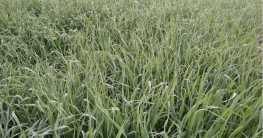 মেহেরপুরে বেড়েছে গম চাষ।