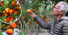 এক বাগান থেকেই ২৫ লাখ টাকার কমলা
