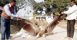 গাইবান্ধায় হিমালয়ান শকুন উদ্ধার