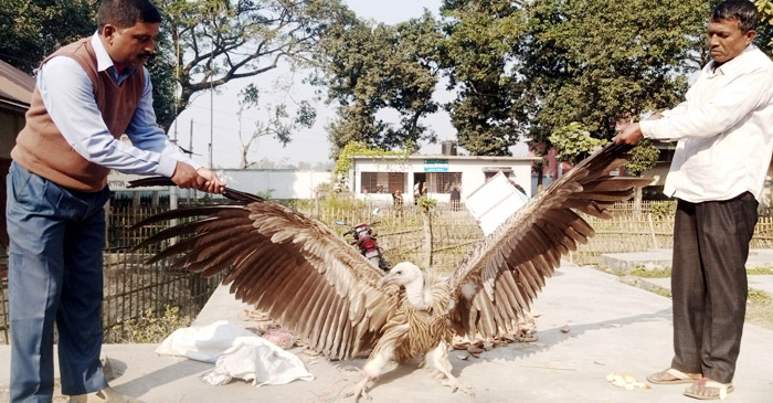 উদ্ধার হওয়া হিমালয়ান প্রজাতির শকুন