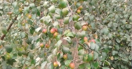 পটুয়াখালীতে থাই আপেল  কুল চাষ ১০ মাসে বাম্পার ফলন