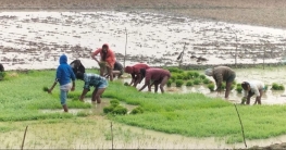 নালিতাবাড়ীতে ইরি বোরো ধানের চারা রোপনের কাজে ব্যস্ত কৃষকেরা