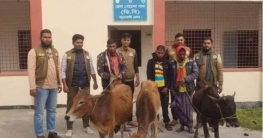 পটুয়াখালীতে চোরাই গরুসহ আটক ৩ চোর