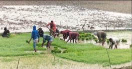 নালিতাবাড়ীতে ইরি বোরো ফসলের লক্ষ মাত্রা ২১ হাজর ৮ শ ২০ হেক্টর