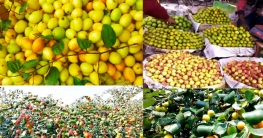 শরীরে রোগ প্রতিরোধ ক্ষমতা বাড়ায় বরই