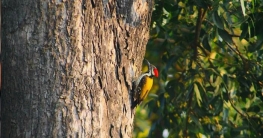 সোনালী কাঠঠোকরা বাংলাদেশের বিরল আবাসিক পাখি