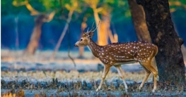 আজ ১৪ ই ফেব্রুয়ারী জাতীয় সুন্দরবন দিবস।