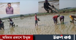 পোরশায় দখলি সম্পত্তিতে ধান রোপন করলেন আতাউর মাস্টার সহ ২ভাই পোরশায় দখলি সম্পত্তিতে ধান রোপন করলেন আতাউর মাস্টার সহ ২ভাই