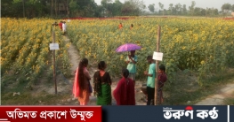 কালীগঞ্জে সূর্যমুখী ফুলের বাগানে সেলফির ঝড়