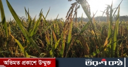 শীত নামছে ঠাকুরগাঁওয়ে..