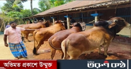 জুড়ীতে হাঁট কাঁপাতে প্রস্তুত বিগবস, বাদশা,  টাইগার, বুলেট ও রক 