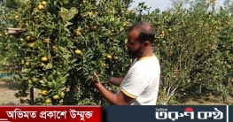গাজীপুরে বাগান থেকে পাওয়া যাচ্ছে দার্জিলিং ও চায়না ম্যান্ডারিন