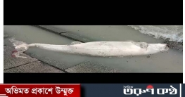 কুয়াকাটার সৈকতে পানিতে  ভেসে এলো বৃহৎ আকারের  মৃত ডলফিন।