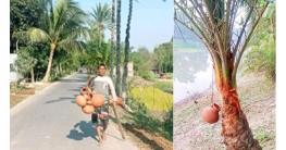 শীতের ঐতিহ্য মানিকগঞ্জের খেজুরের রস শীতের ঐতিহ্য মানিকগঞ্জের খেজুরের রস