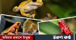 সৌন্দর্য কাছে টানে, ছোঁয়াতেই মৃত্যু
