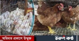 ব্রয়লার ২২০ টাকা, বেড়েছে সোনালি-লেয়ার মুরগির দাম