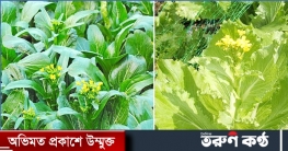 চীনের সবজি ‘চয় সাম’ চাষে সফলতা