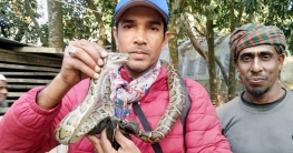 বরগুনায় রান্নাঘর থেকে অজগর উদ্ধার
