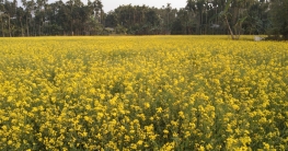 লালমনিরহাটে লক্ষ্যমাত্রার চেয়ে বেশি জমিতে সরিষার চাষ