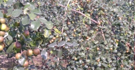 মেহেরপুরে আফেল কুল চাষে স্বাবলম্বী