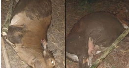 মান্দায় ব্যাটারি কারখানার বিষাক্ত বর্জ্যে