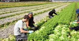 ভাষা জানলে জাপানে কাজের অভাব নেই