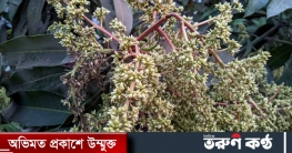 সব ‘মুকুল’ আম হয় না