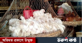 ব্রয়লারের দৌড় ঠেকাবে কে