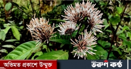 খাগড়াছড়ি পাহাড়ে নবরূপে দেখাচ্ছে বিজু ফুল খাগড়াছড়ি পাহাড়ে নবরূপে দেখাচ্ছে বিজু ফুল