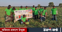 ফরিদপুরে তরমুজের বাম্পার ফলন