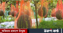মৌসুম ছাড়া মাচায় তরমুজ চাষে লাভবান চাষিরা মৌসুম ছাড়া মাচায় তরমুজ চাষে লাভবান চাষিরা