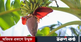 ভয়ানক রোগ থেকে মুক্তি দেবে কলার মোচা