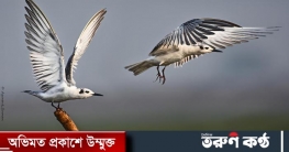 বন্যপ্রাণীর গল্প 