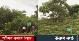 কুমিল্লার লালমাই পাহাড়ে বন বিভাগের নব রূপে সবুজায়ন কুমিল্লার লালমাই পাহাড়ে বন বিভাগের নব রূপে সবুজায়ন