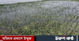 যেখানে সেখানে পুকুর খনন করাই আবাদী জমি পানির নিচে অভিযোগ কৃষকদের 