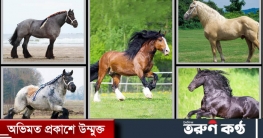 বিশ্বের সবচেয়ে শক্তিশালী ৫ ঘোড়া