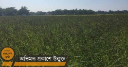 মাঠজুড়ে শোভা পাচ্ছে ‘সুগন্ধি কালিজিরা ধান!