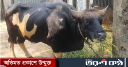 কোরবানিতে সৌখিনদের পছন্দ ‘গয়াল’