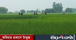 সীমান্তে কাঁটাতার দিতে মরিয়া বিএসএফ, দুই দফায় বিজিবির বাধা