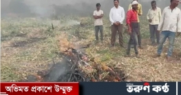 ন্যায্যমূল্য না পেয়ে জমিতেই পেঁয়াজ পুড়িয়ে দিলেন কৃষক