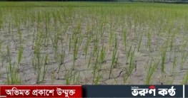 শ্রীবরদীতে বৃষ্টি নেই: দুশ্চিন্তায় কৃষক