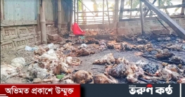 নড়াইলে অজ্ঞাত দুর্বৃত্তের দেওয়া আগুনে পুড়ল ১২০০ মুরগি