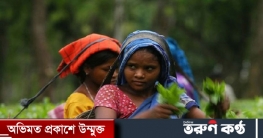 রেকর্ড পরিমাণ চা উৎপাদনের আশা