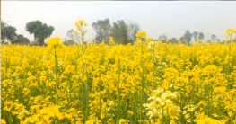 রাজশাহীর তানোরে রেকর্ড পরিমাণ জমিতে সরিষা চাষ,আগ্রহ বাড়ছে কৃষকদের