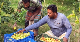 দেশের গন্ডি পেরিয়ে ইতালিতে রাজশাহীর পেয়ারা ও বরই দেশের গন্ডি পেরিয়ে ইতালিতে রাজশাহীর পেয়ারা ও বরই