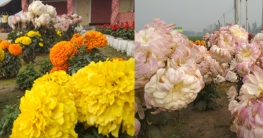 কাটাবনের জঙ্গল এখন উচ্চ ফলনশীল ফসলের মাঠ নান্দনিক সৌন্দর্য ছড়াচ্ছ